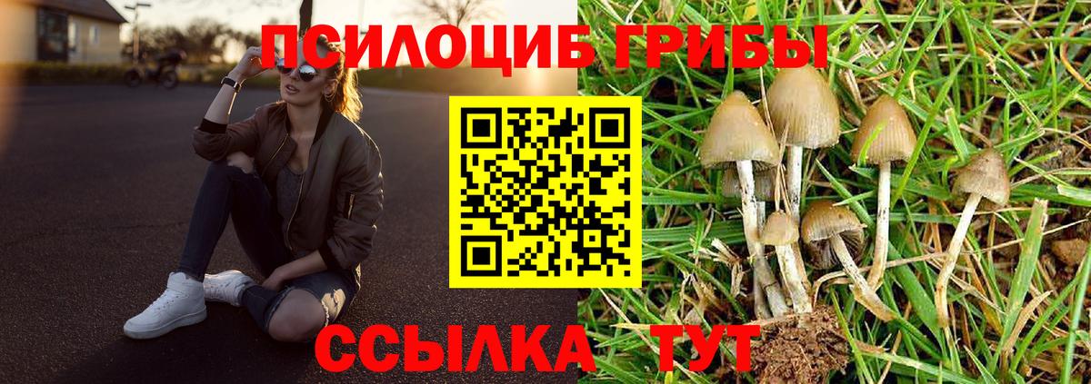 Псилоцибиновые грибы Cubensis  Вход с VPN  Арзамас  Галлюциногенные грибы Psilocybe 